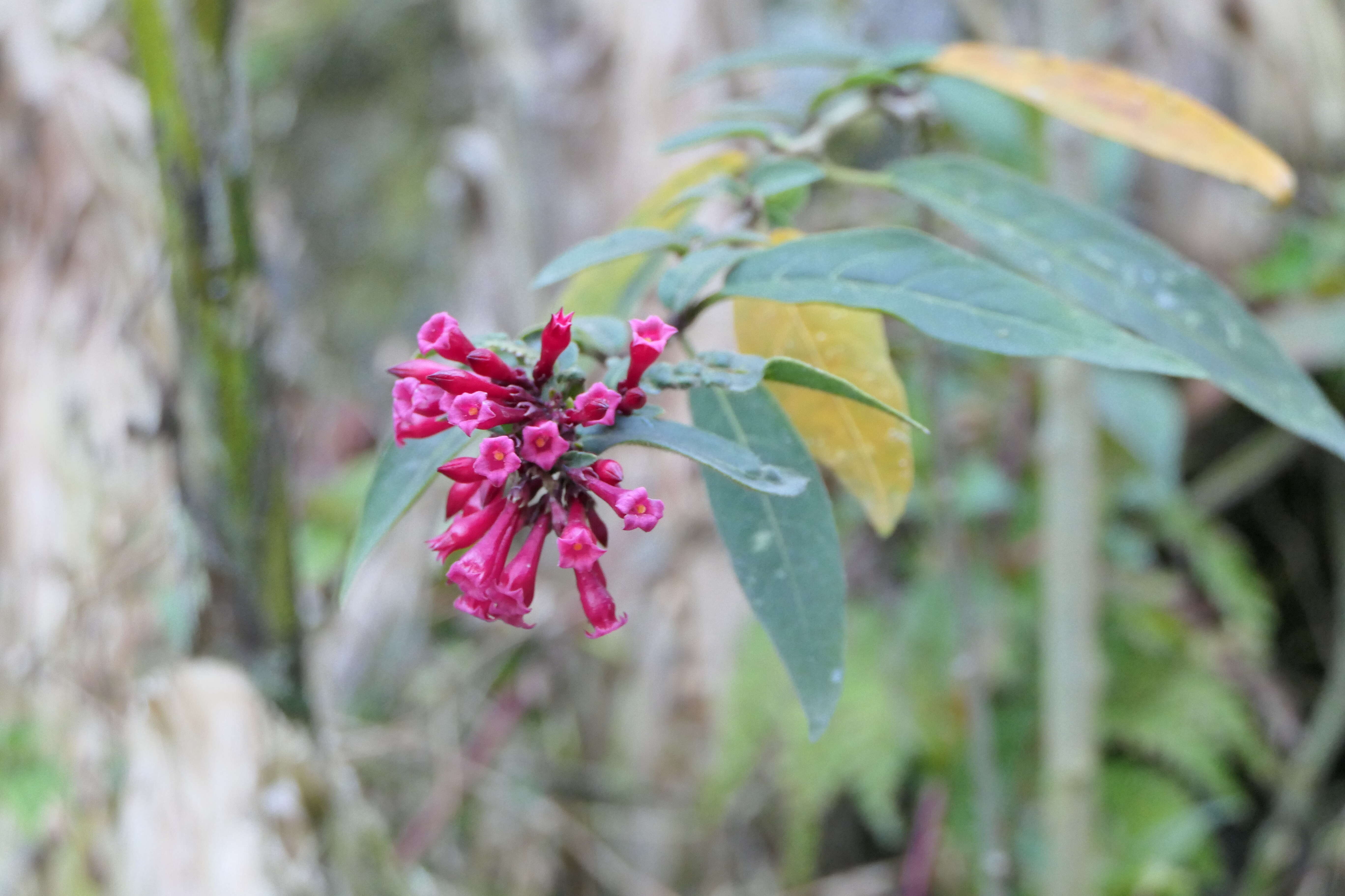 Image of purple cestrum