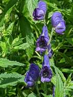 Слика од Aconitum napellus L.