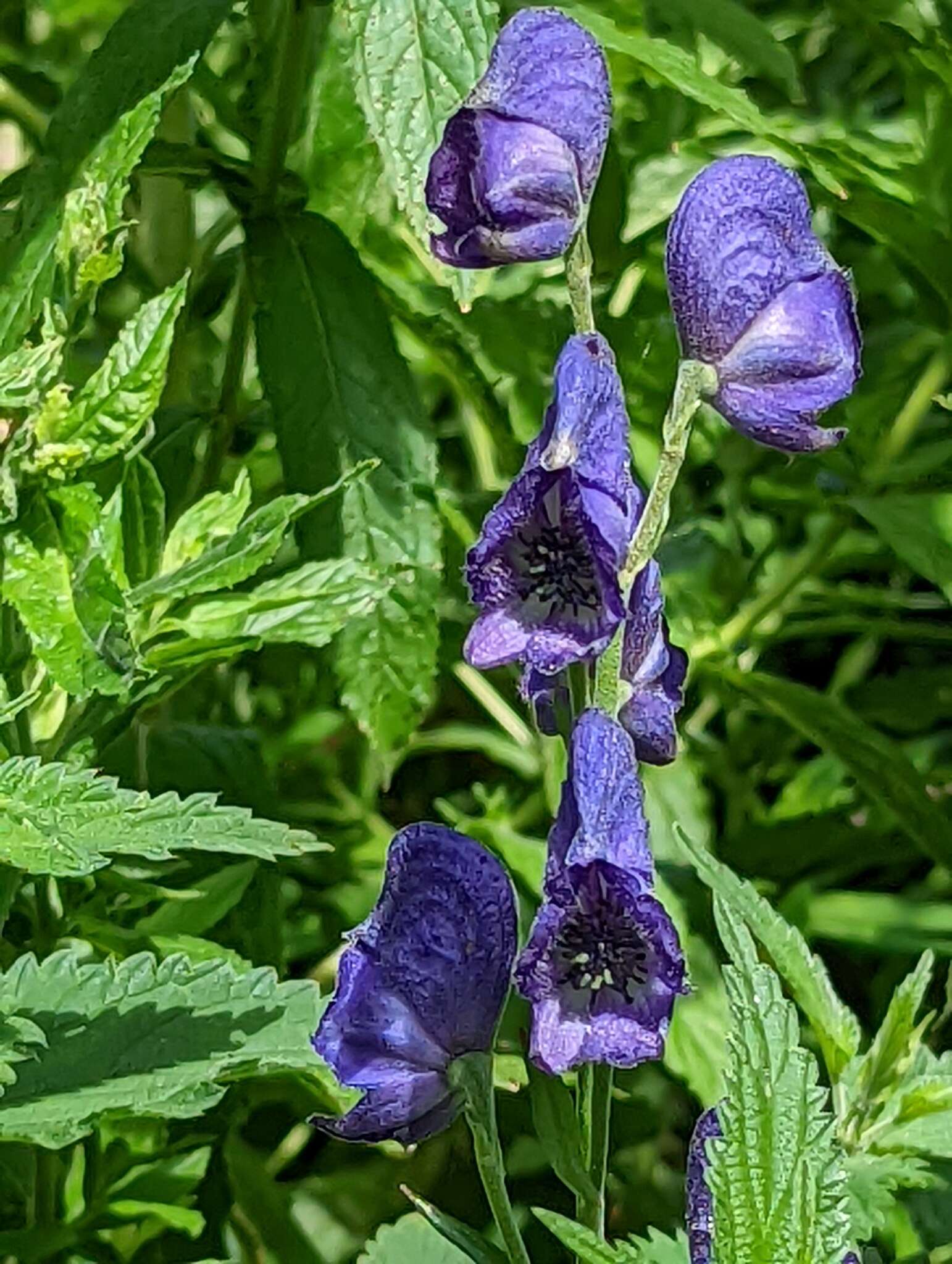 Слика од Aconitum napellus L.