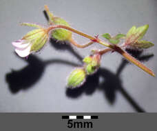 Image of Round-leaved Crane's-bill