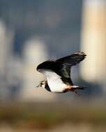 Image of Lapwing