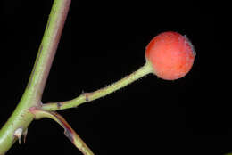 Image of climbing rose