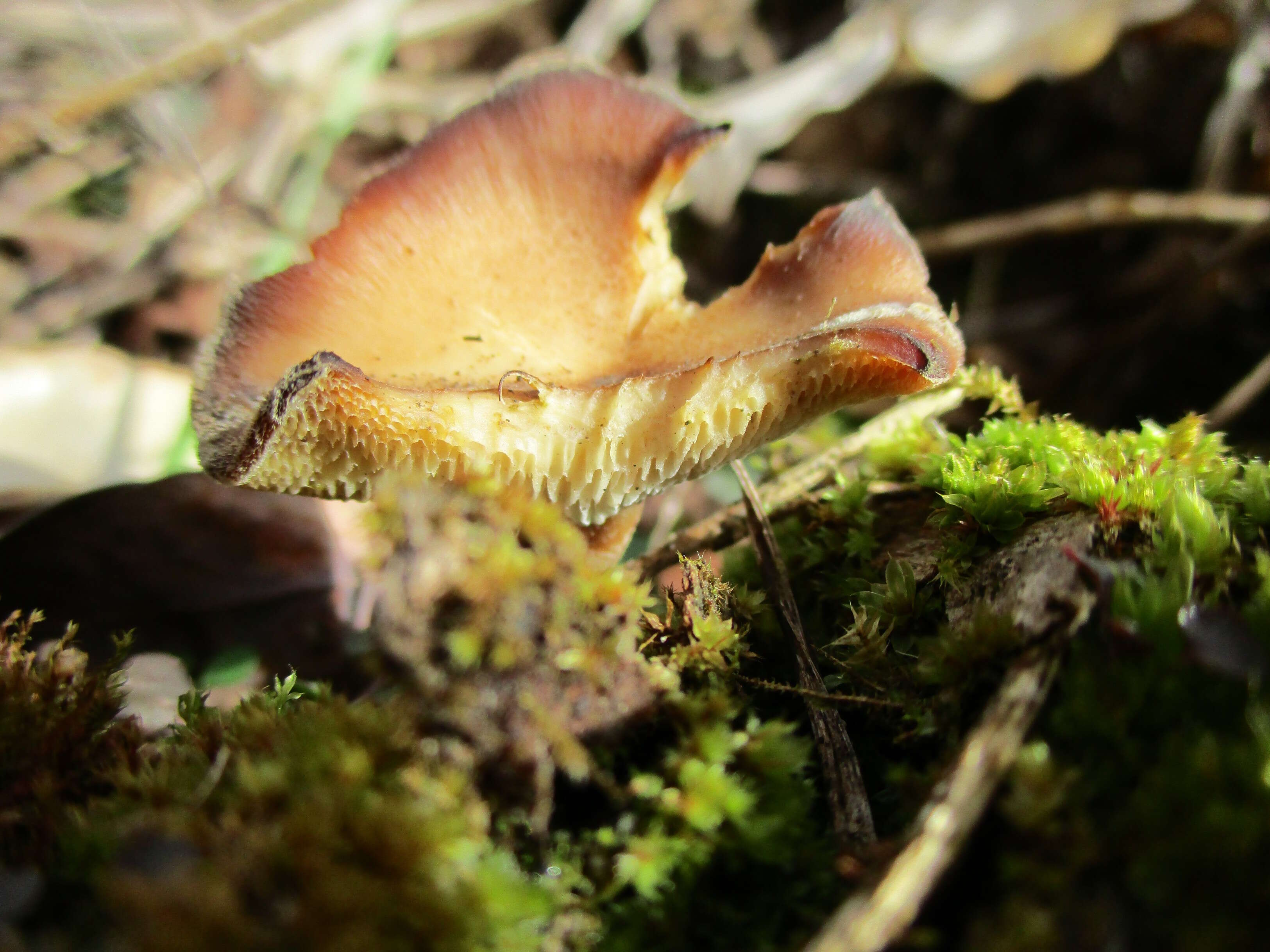 Image of Lentinus brumalis (Pers.) Zmitr. 2010