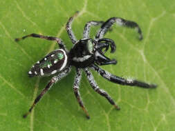 Image of Golden jumping spider