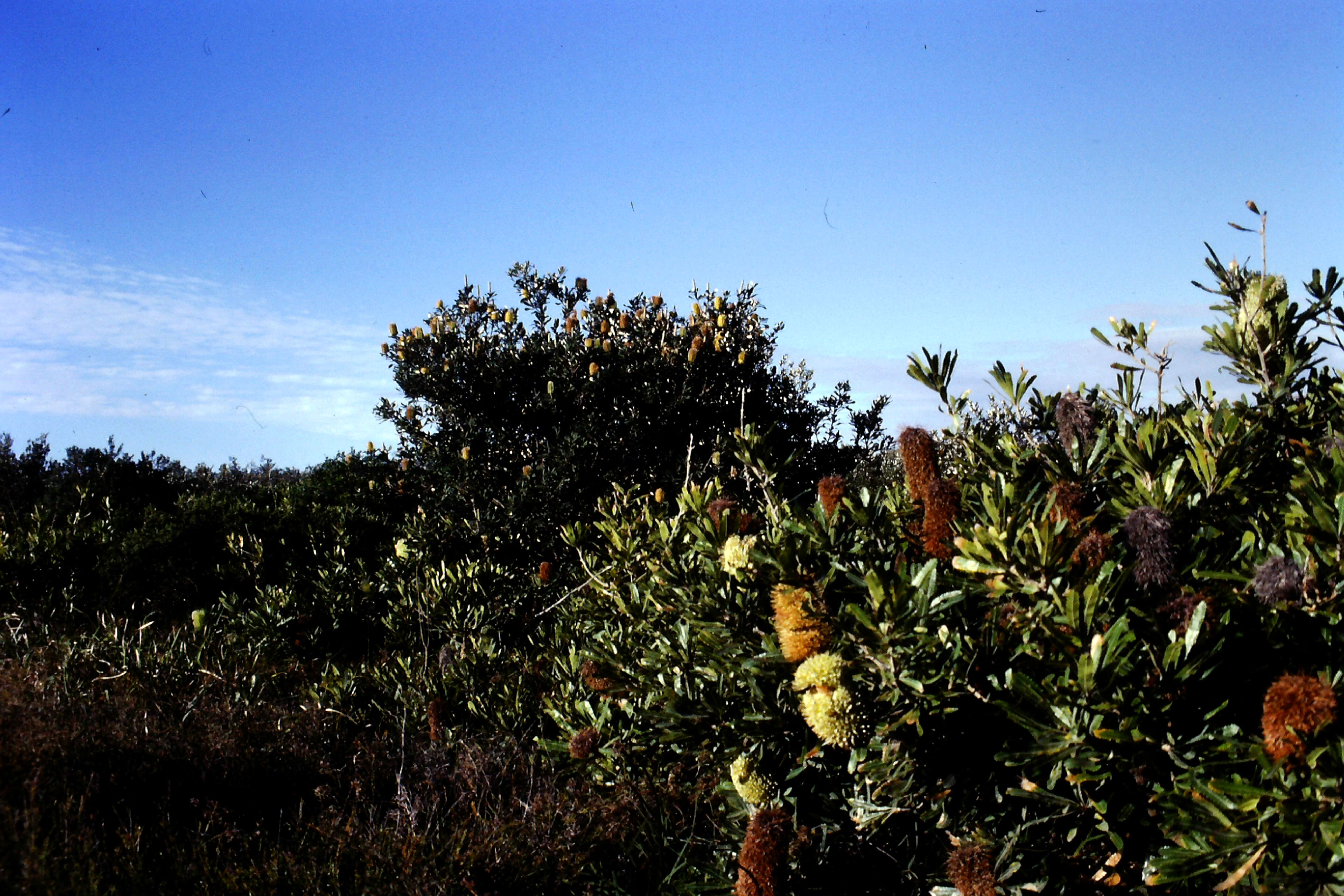 Imagem de Banksia integrifolia L. fil.