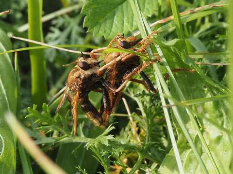 Image of Hornet robberfly