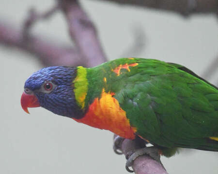 Image of Rainbow Lorikeet