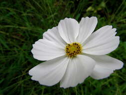 Image of garden cosmos