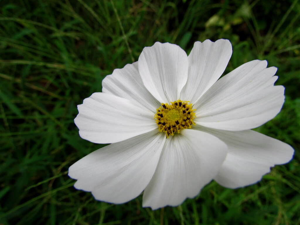 Image of garden cosmos