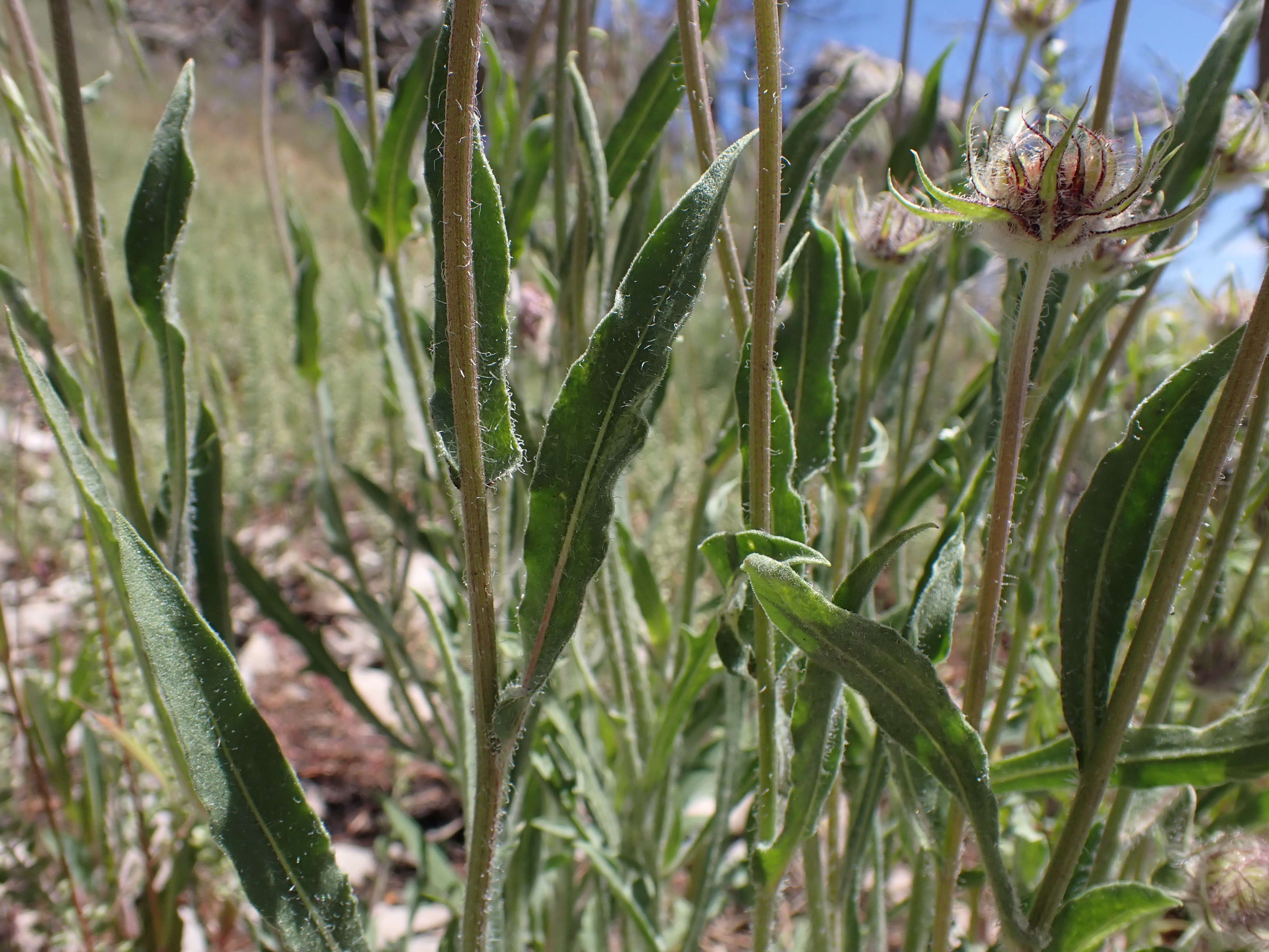 Image of Common perennial gaillardia