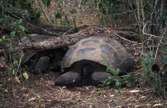 Image of Galapagos giant tortoise