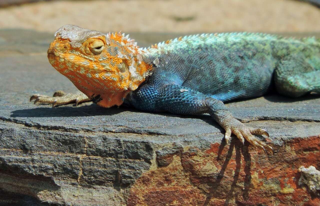 Image of Kirk's Rock Agama