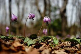 Image of Erythronium japonicum Decne.