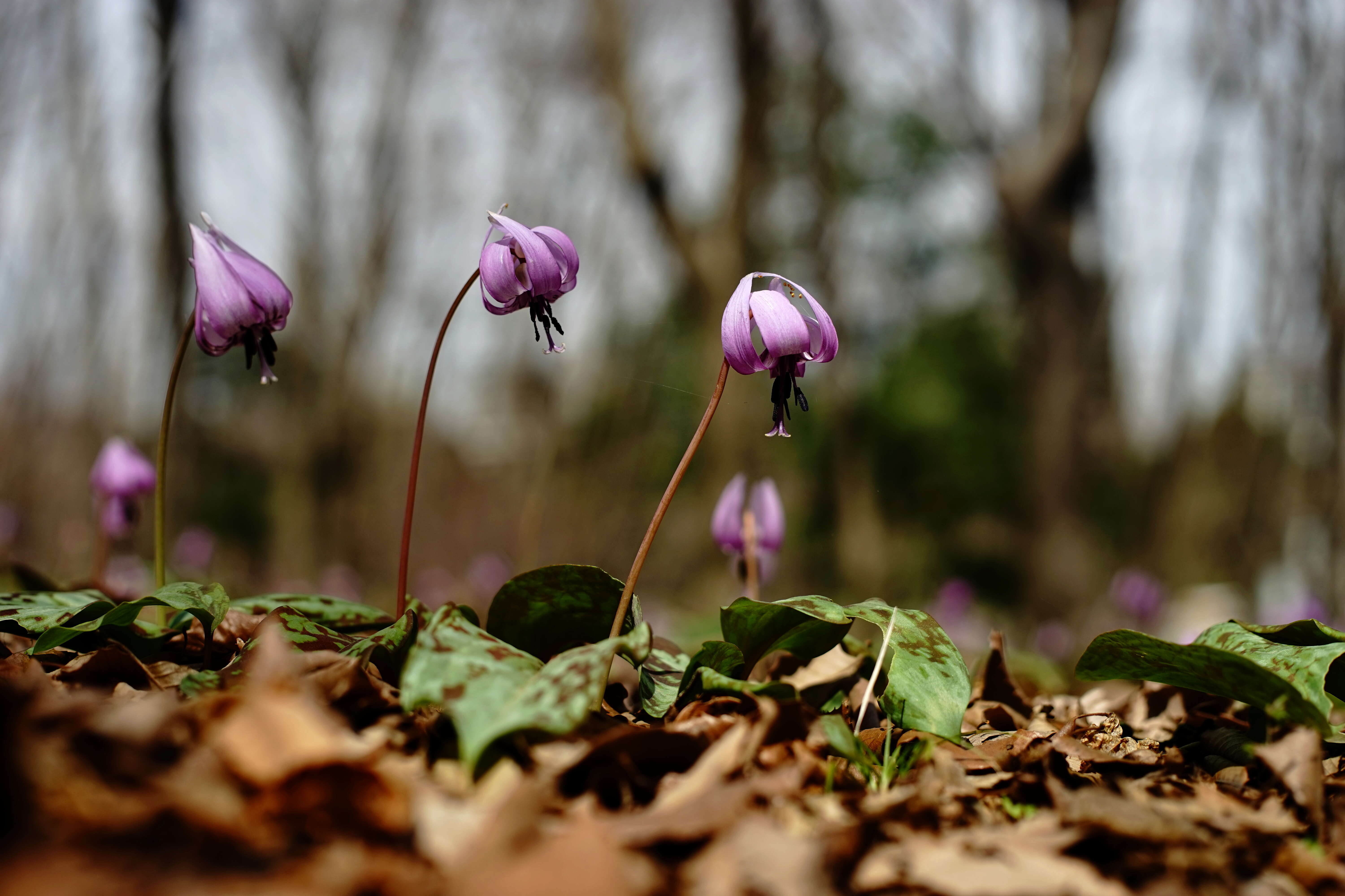 Image of Erythronium japonicum Decne.