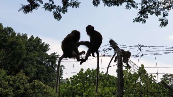 Image of Long-tailed Macaque