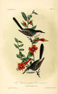 Image of Culicivora Swainson 1827