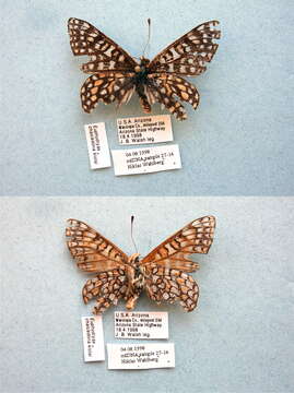 Image of Euphydryas chalcedona