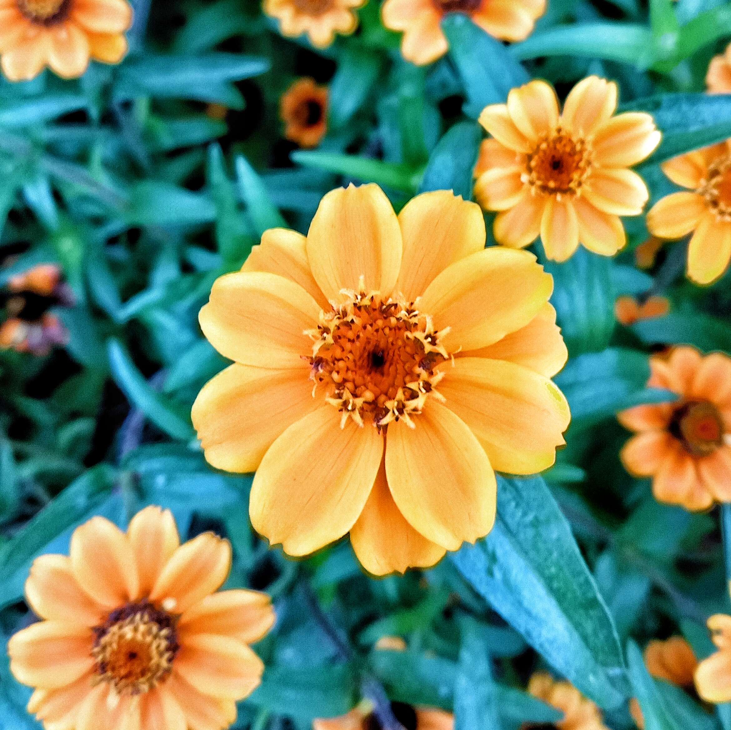 Image of narrowleaf zinnia