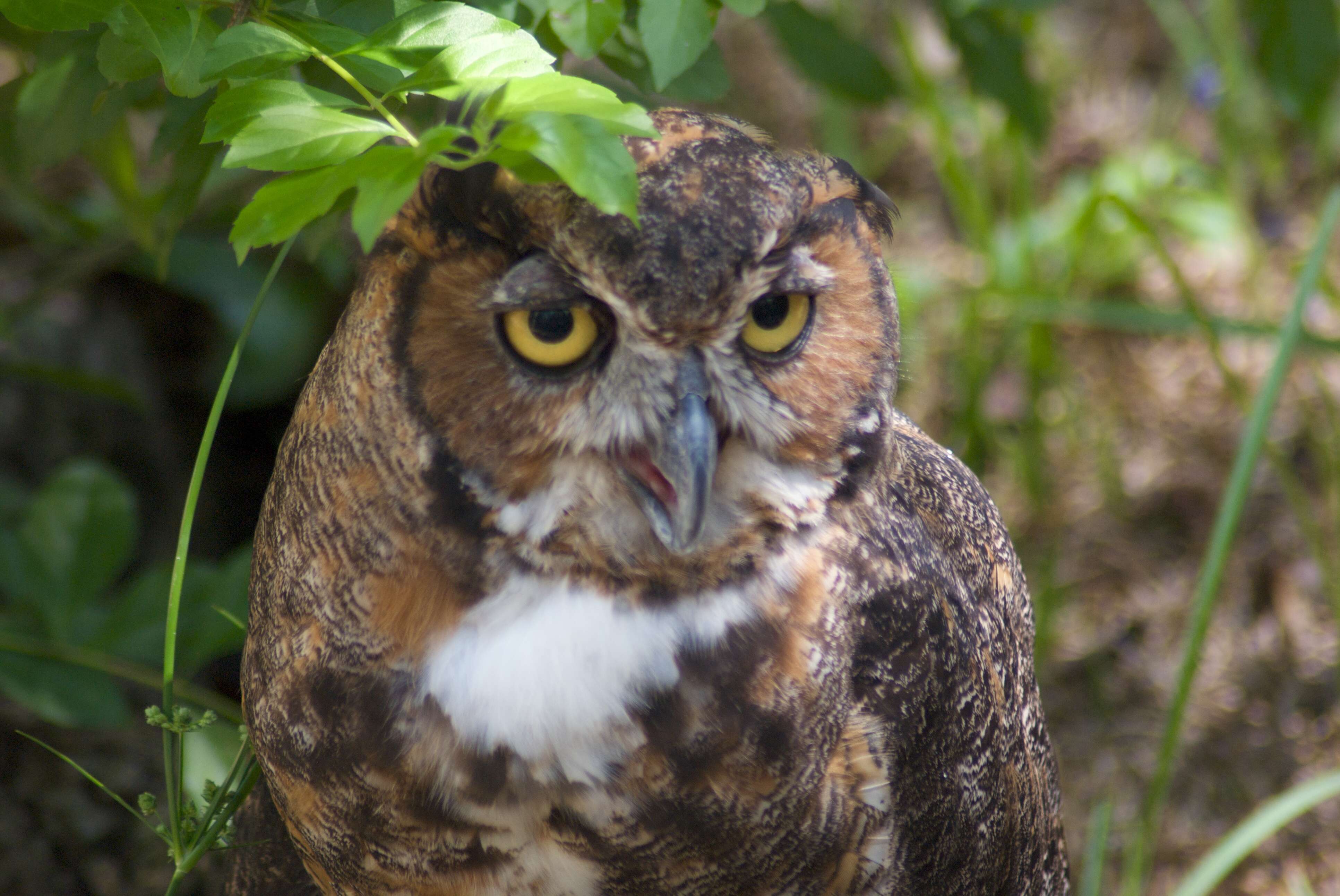 Image of Great Horned Owl