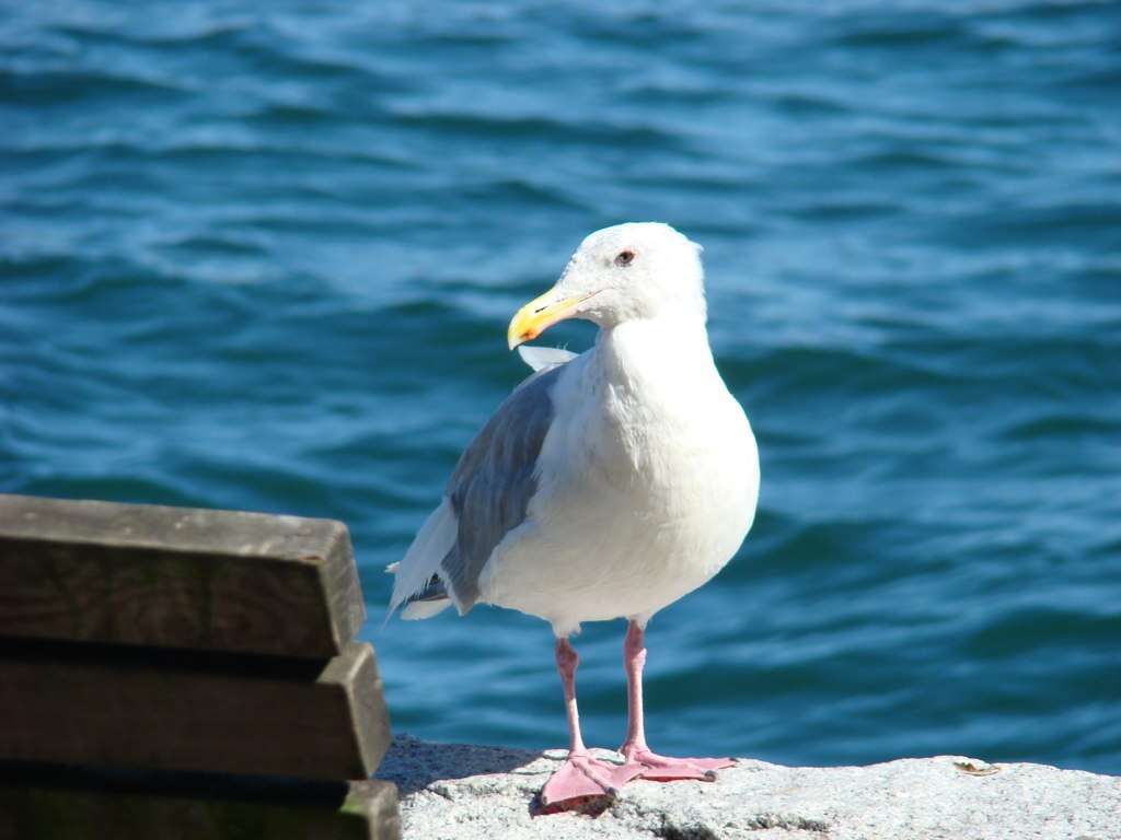 Image of Glaucous-winged Gull