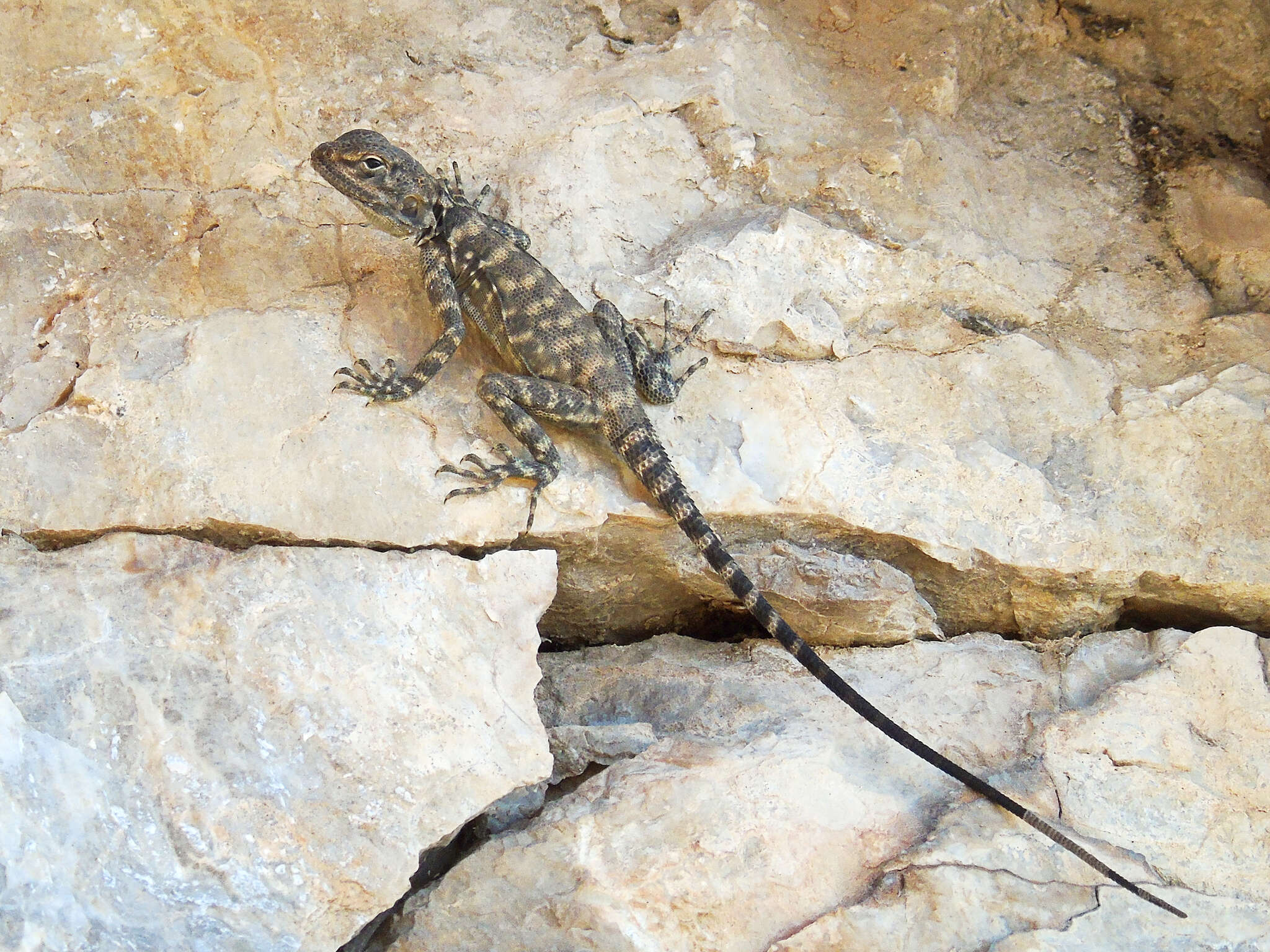 Image of Caucasian Agama