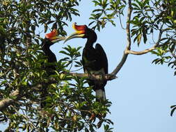 Image of Rhinoceros Hornbill