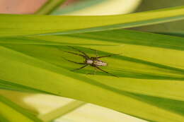 Image of lynx spider