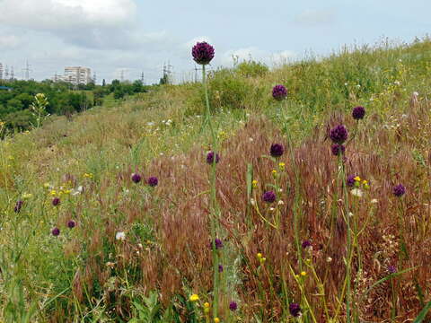 Image of sand leek