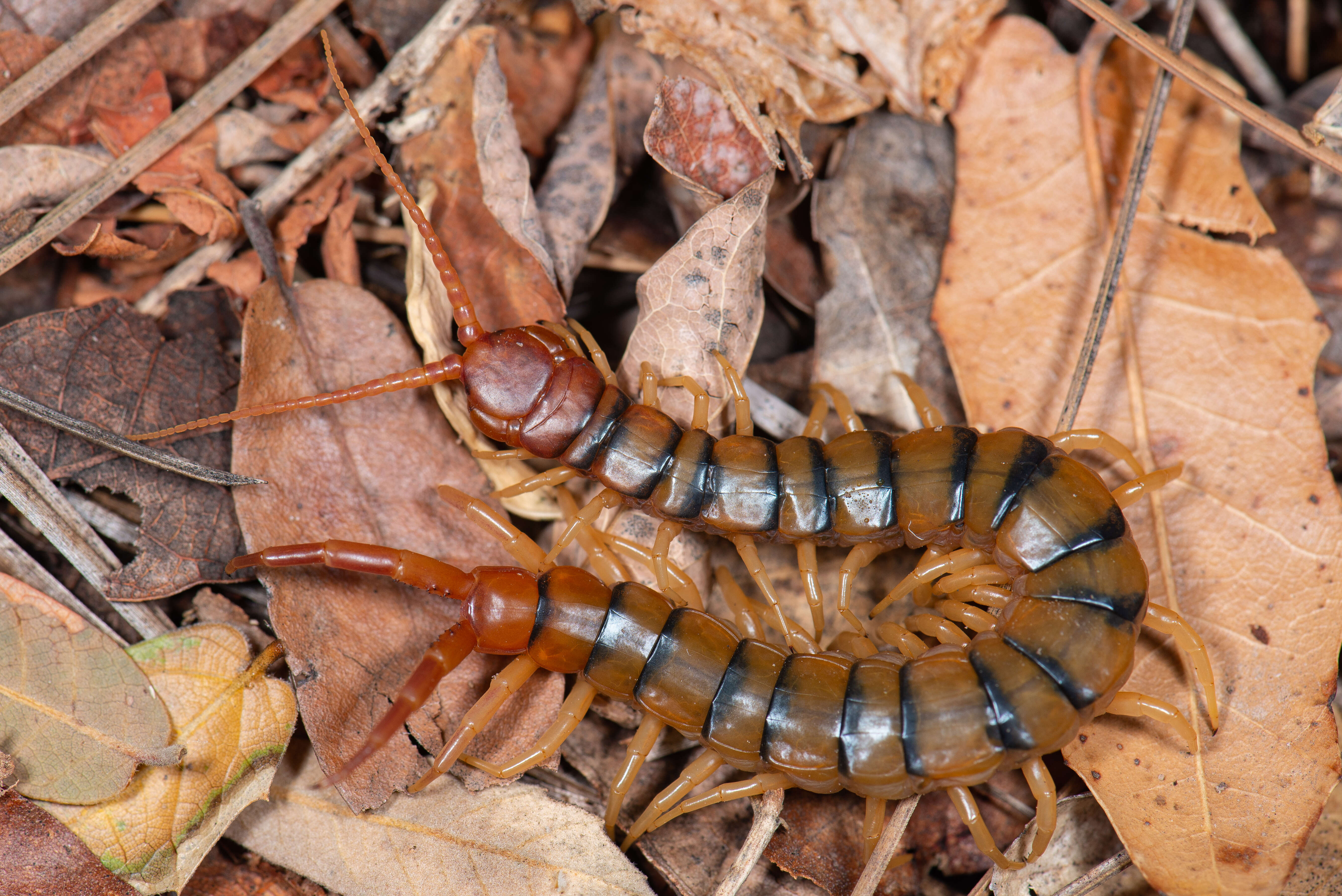 Image of Common Desert Centipede