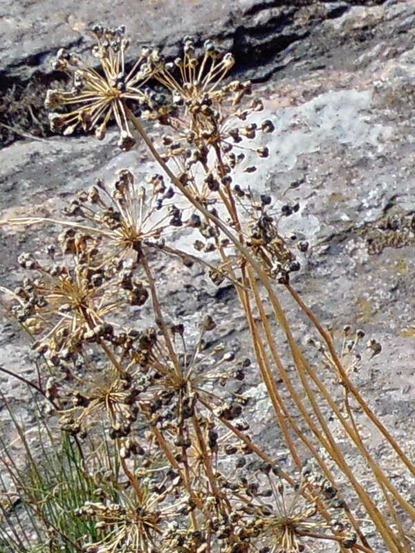 Image of Allium flavescens Besser