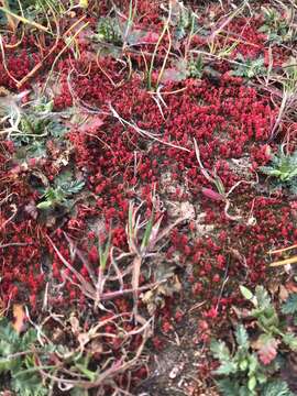 Image of Mossy Stonecrop