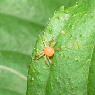 Image of Whirligig Mites