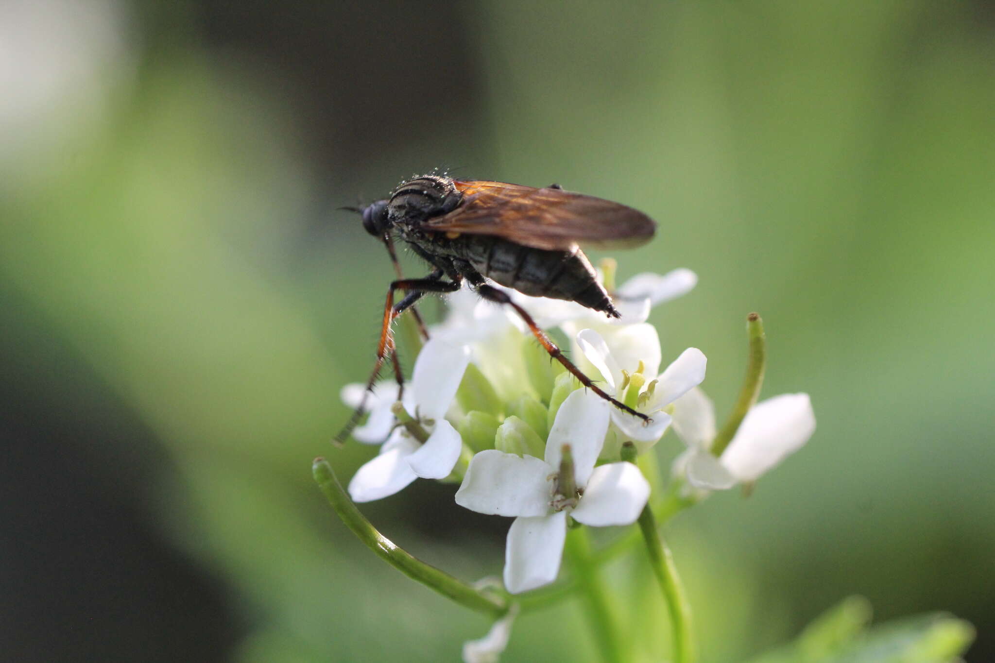 Image of Empis tessellata Fabricius 1794