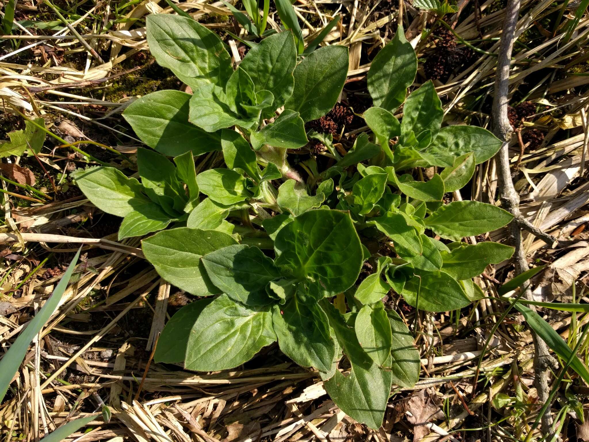 Sivun puna-ailakki kuva