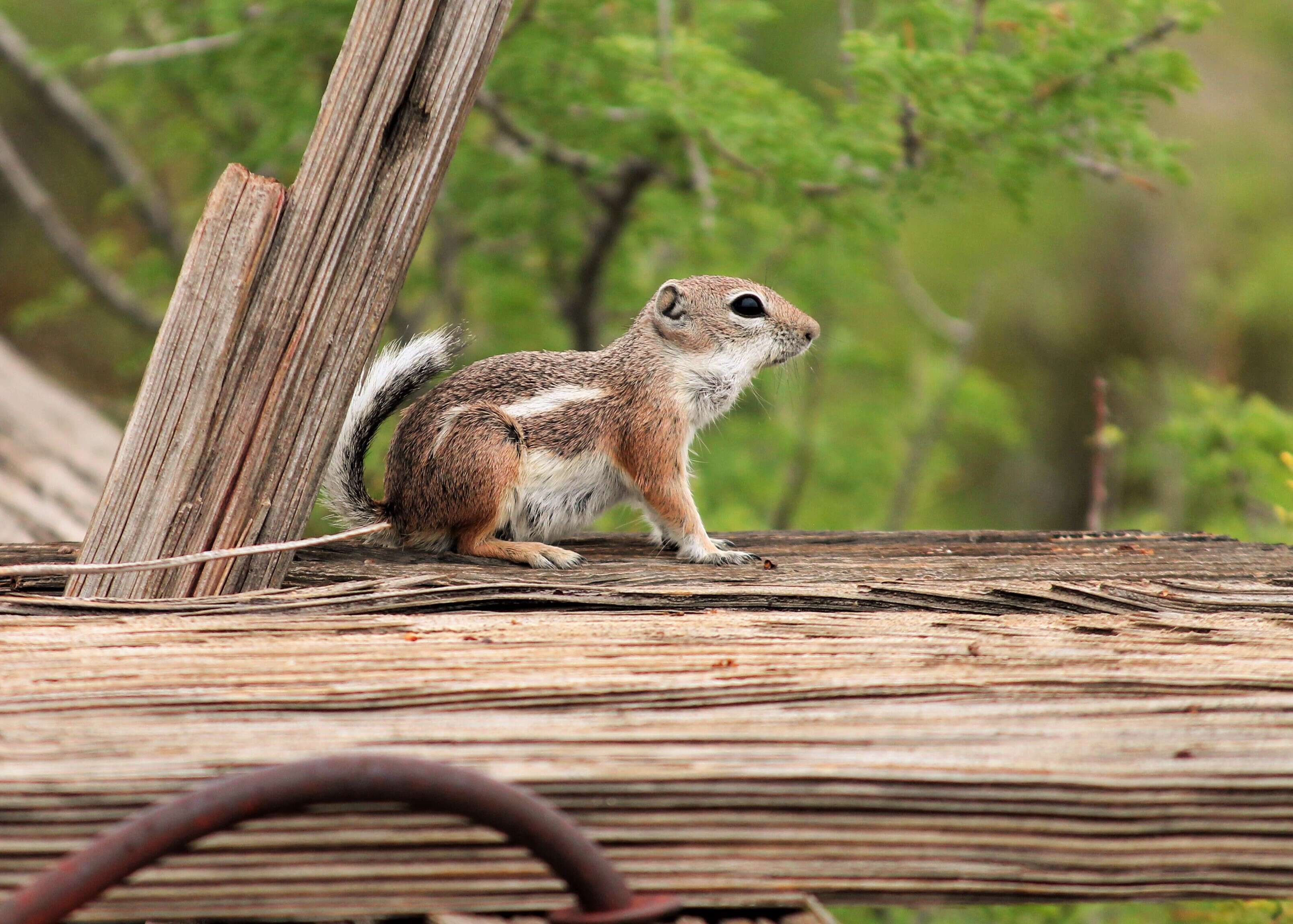 Image of white-tailed antelope squirrel