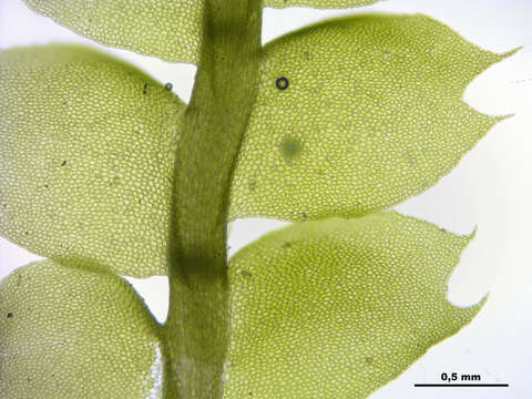 Image of Bifid Crestwort