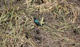 Image of Superb Starling