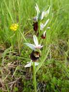 Image of Ophrys holosericea