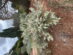 صورة Eremophila youngii F. Muell.