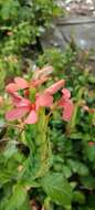 Image of Crossandra infundibuliformis (L.) Nees