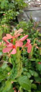 Image of Crossandra infundibuliformis (L.) Nees