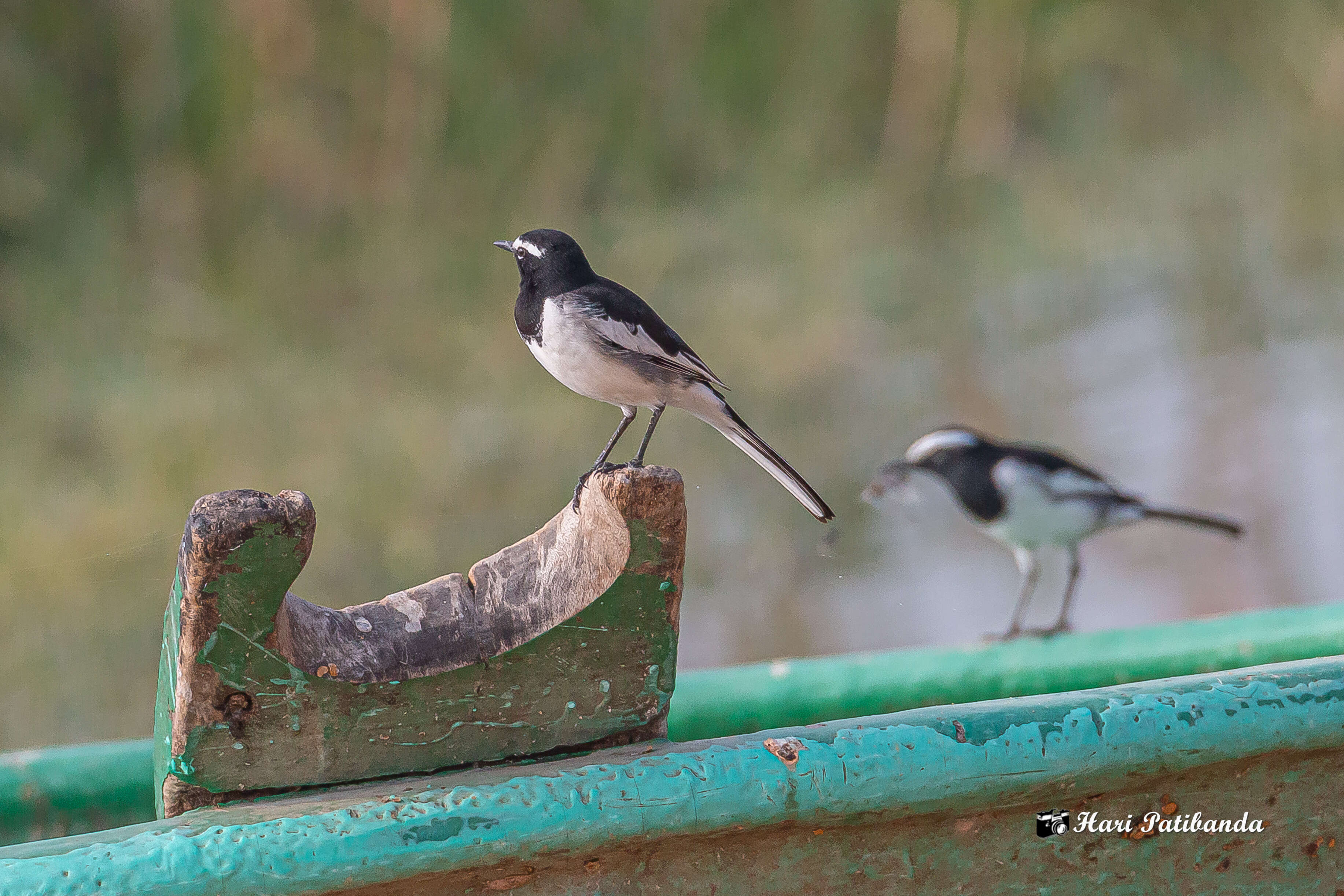 Image of White-browed Wagtail