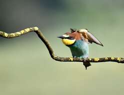 Image of bee-eater, european bee-eater