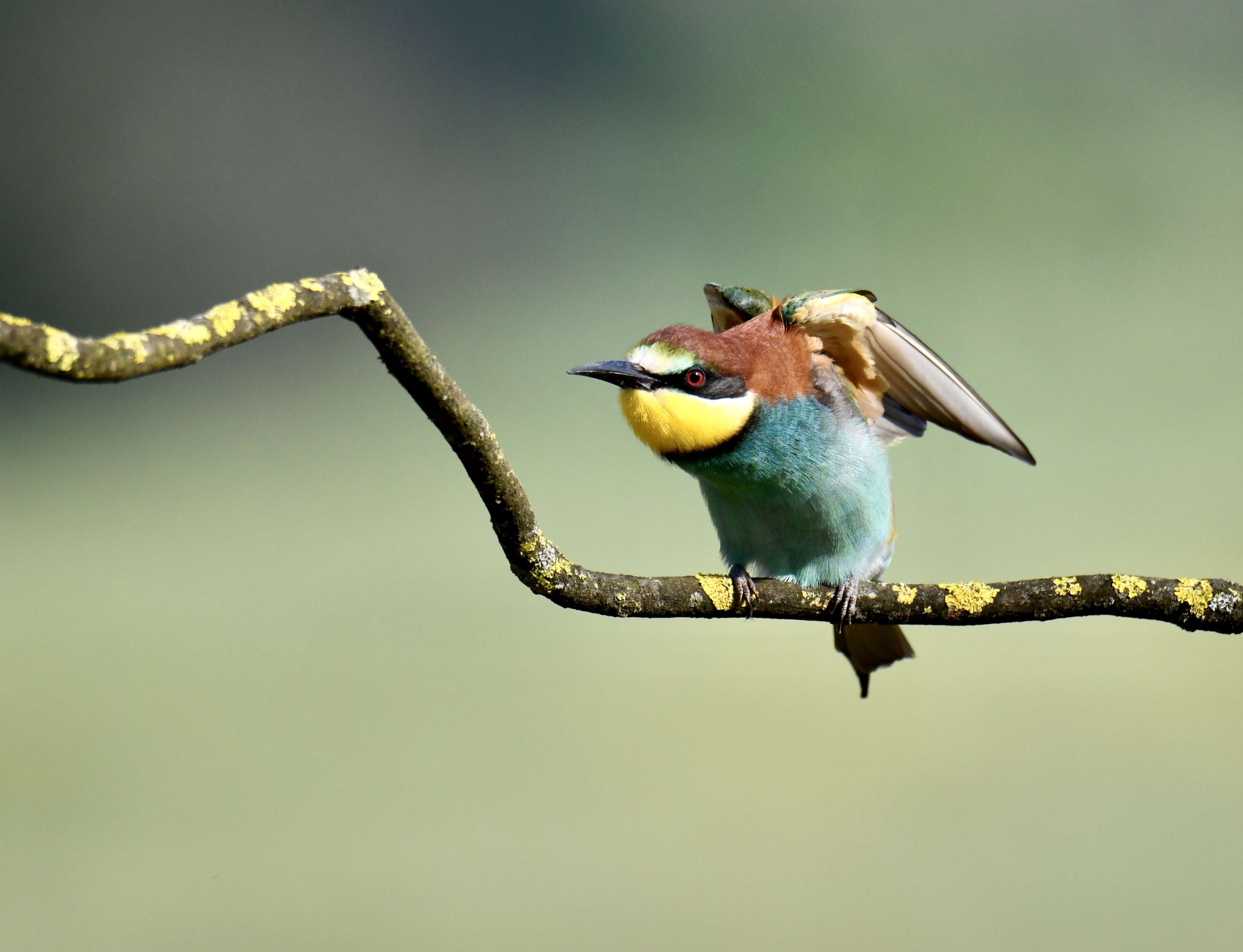 Image of bee-eater, european bee-eater