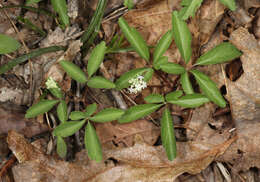 Imagem de Panax trifolius L.