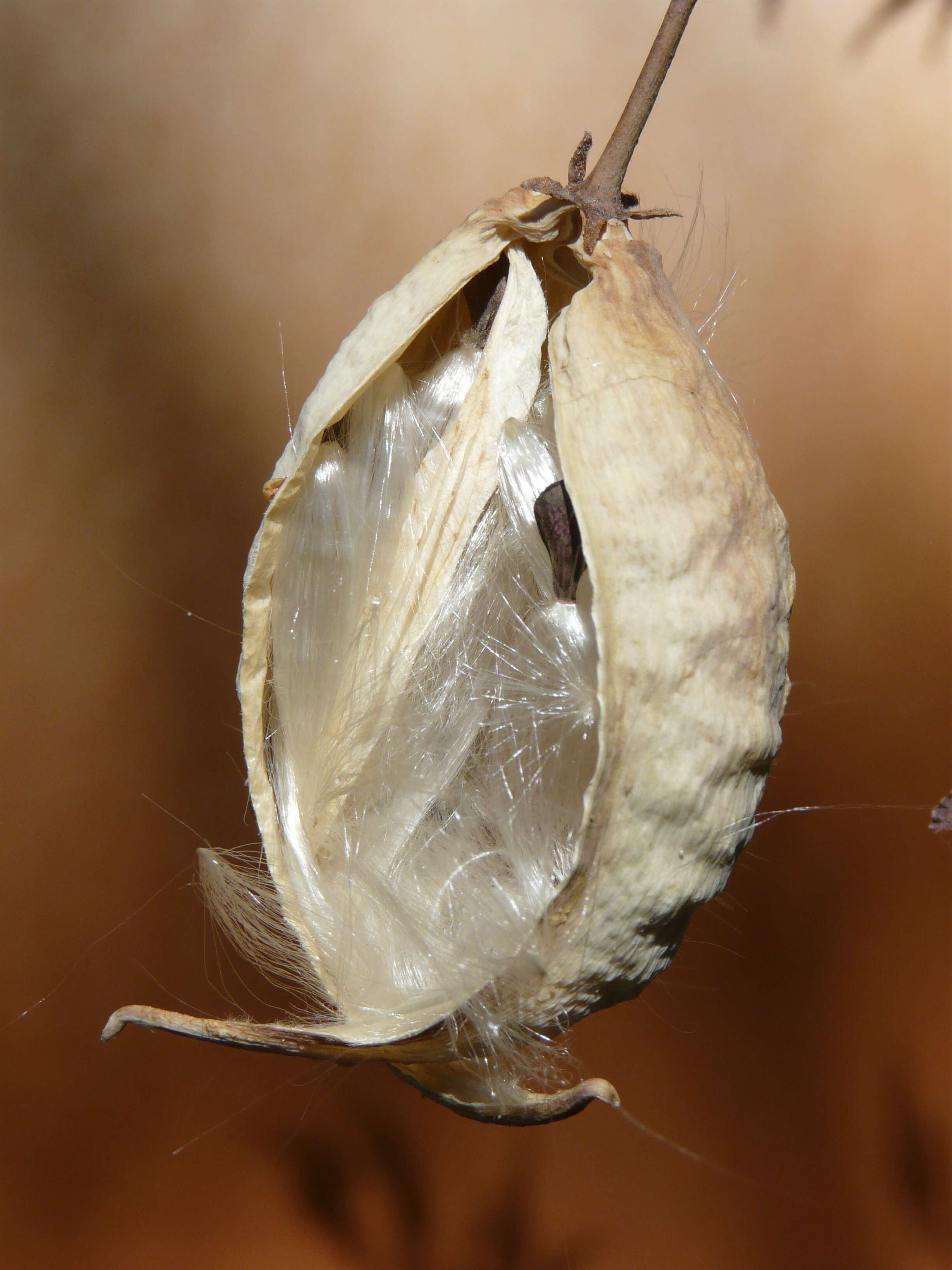 Image of heartleaf milkweed