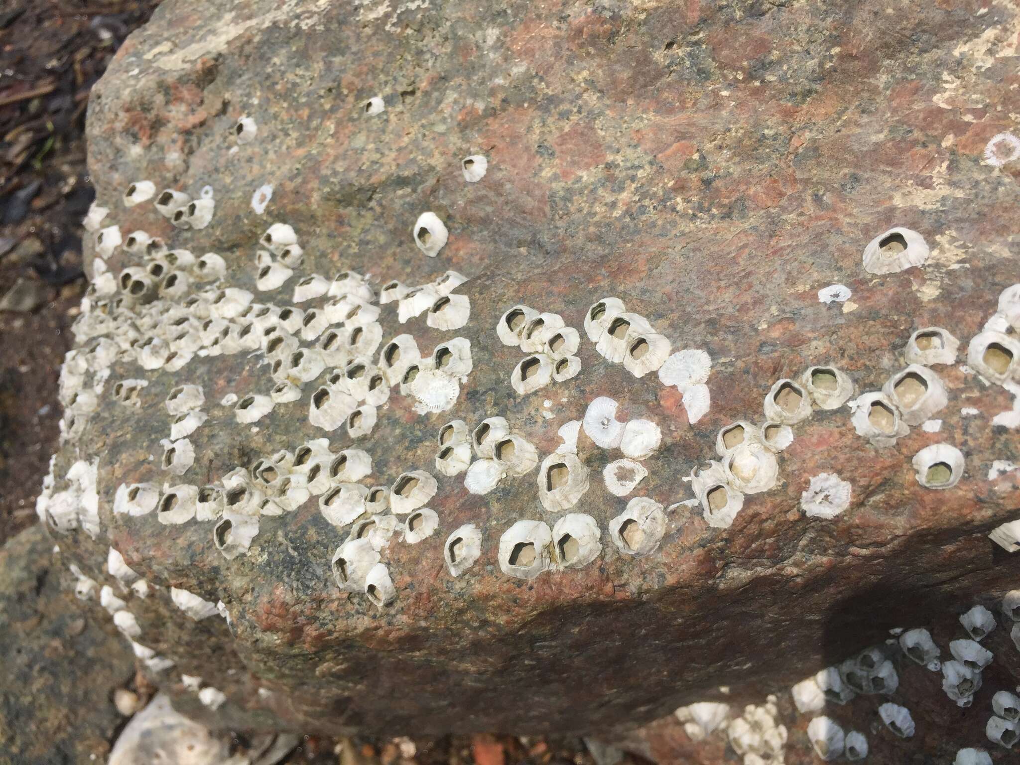 Image of Striped barnacle