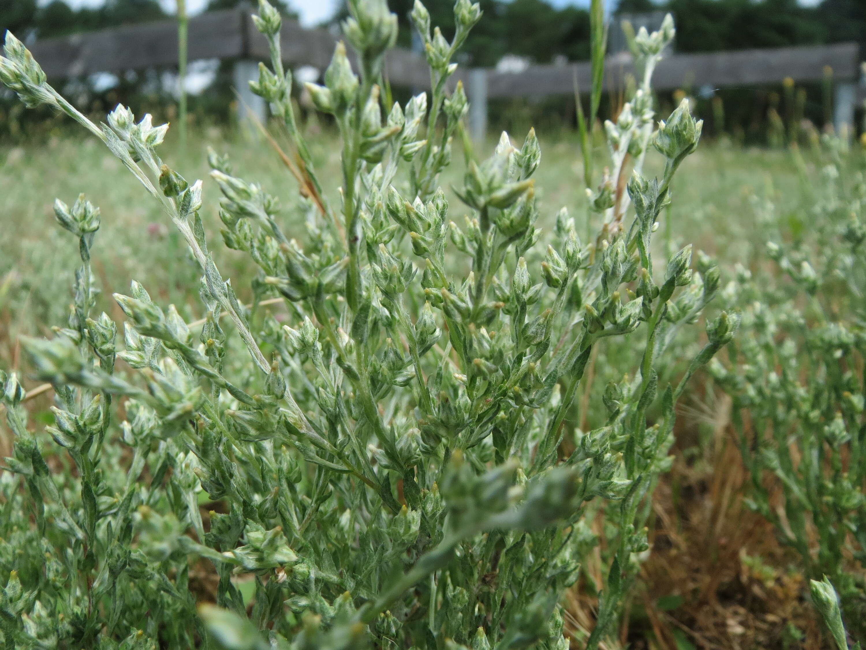 Logfia arvensis (L.) Holub resmi