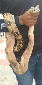 Image of Central American Boa