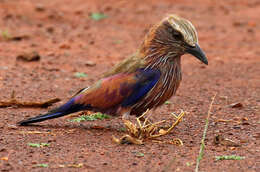 Image of Purple Roller